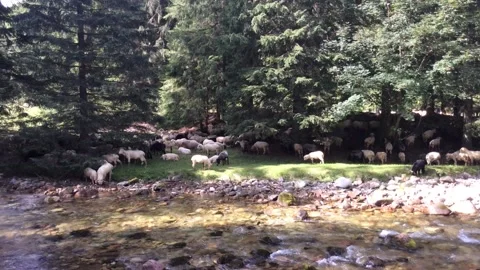 Flock of Sheeps Stock Footage 202515125