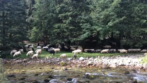Flock of Sheeps Stock Footage 202515127
