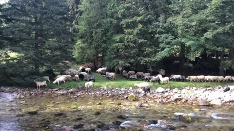 Flock of Sheeps Stock Footage 202515145