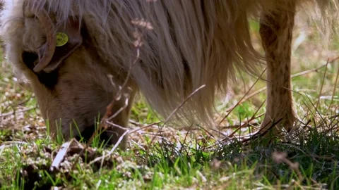 Flock of sheeps grazing Stock Footage 152610377