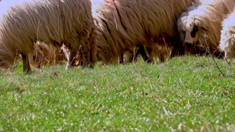 Flock of sheeps grazing Stock Footage 152613819