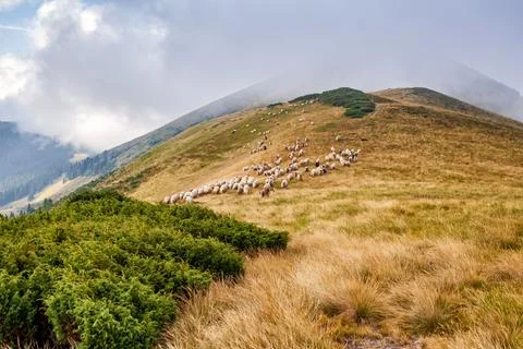 A flock of sheeps grazing in the highlands. Stock Photos