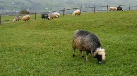 Flock of sheeps grazing in a meadow Video stock 56150313