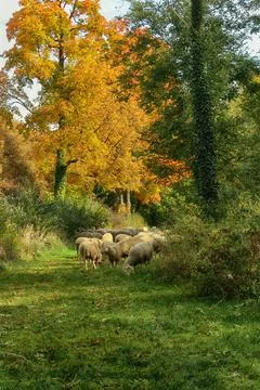 Flock of sheeps grazing Stock Photos