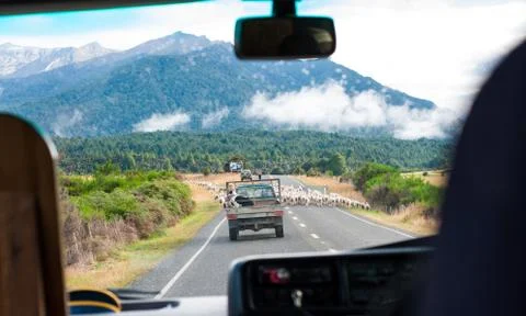 Flock of sheeps making their way through asphalt road causing blockage. Stock Photos