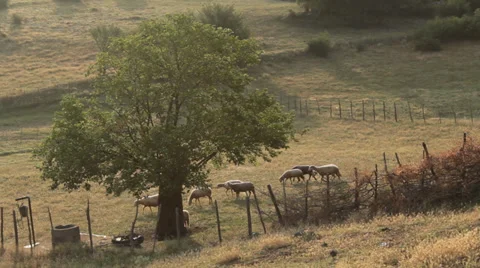 Flock of sheeps in mountain field Stock Footage 32200809
