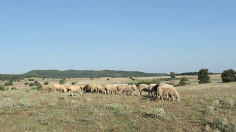 Flock of sheeps in mountain field Video stock 32202365