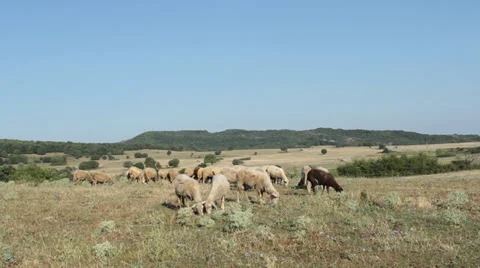 Flock of sheeps in mountain field Vídeos de archivo 32202515