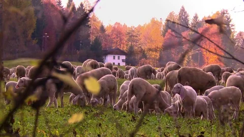 Flock of sheeps in the mountain Stock Footage 69200413