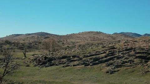 Flock of Sheeps on a mountain Stockbeeldmateriaal 127965005