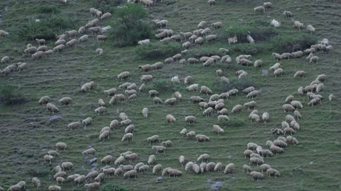 Flock of sheeps on a mountain Stock Footage 138407508