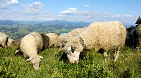 Flock of sheeps in mountains Stock Footage 817224
