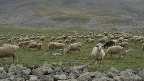 Flock of sheeps in mountains Stock Footage 138264808