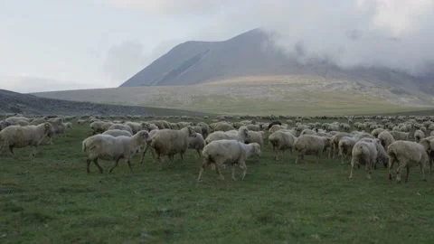 Flock of sheeps in mountains Stock Footage 138264847