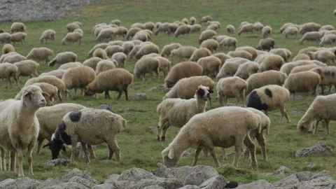 Flock of sheeps in mountains Stock Footage 138264924