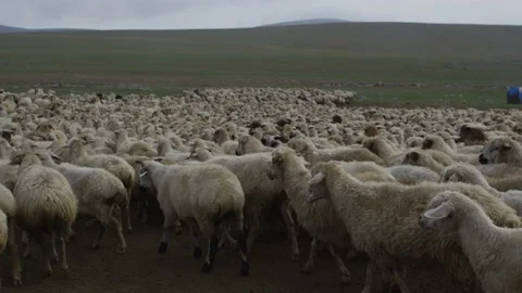 Flock of sheeps in mountains Stock Footage 138264943