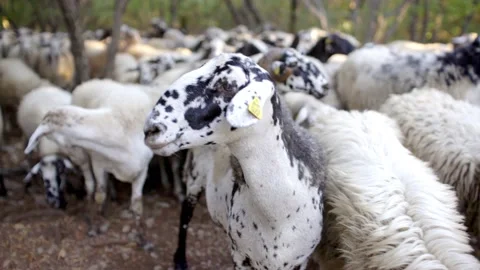 Flock of sheeps moving into the woods Video stock 233746931