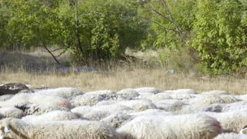 Flock of sheeps moving into the woods 스톡 동영상 233755599