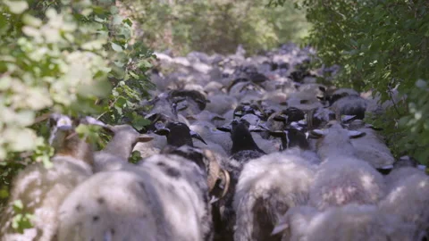 Flock of sheeps moving into the woods Video stock 233756576