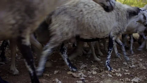 Flock of sheeps moving into the woods with shepherd Stock Footage 233751975