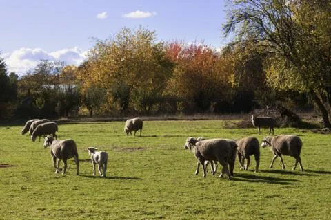 Flock of sheeps. Stock Photos