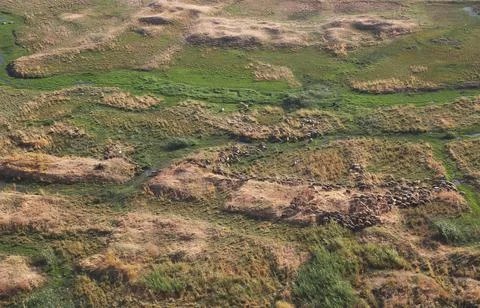 Flock of sheeps at plain from Van Castle Stock Photos