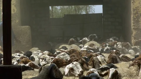 Flock of sheeps in shed Stock Footage 81231259