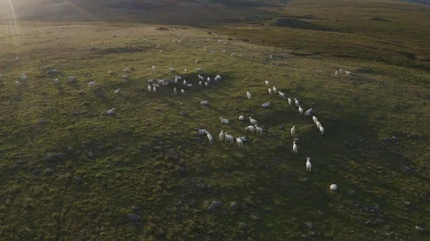 Flock of sheeps at sunrise 스톡 동영상 127496756