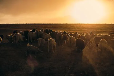 Flock Of Sheeps In Sunset Stock Photos
