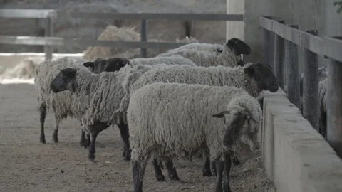 A FLOCK OF SHEEPS WITH WOOL IN FARM IN SLOW MOTION Stock Footage 100775880