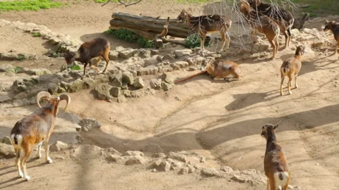 Flock of sheeps in zoo Stock Footage 107548180