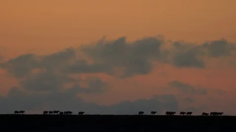 Flock of ships walking together in the evening mist Video stock 130082928
