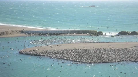 Flock of Shorebirds Taking Flight Over Harbor Seals, Jenner Beach, California Stock Footage 346003057