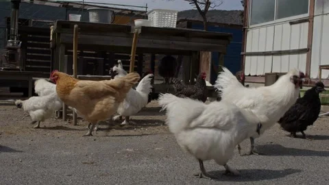 A Flock of Silkie Chickens Foraging. Stock Footage 235727232