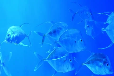 A flock of silver, almost transparent fish Stock Photos