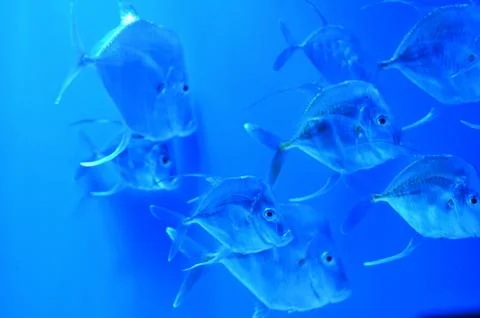 A flock of silver, almost transparent, medium-sized fish Stock Photos