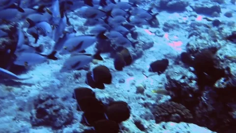 Flock of silver and yellow fish on bottom of sea, Maldives Stock Footage 171194071