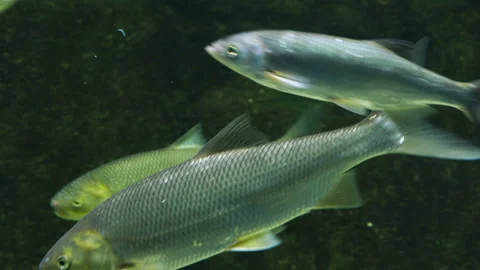 Flock of silver colored fish floating in the water. Stock Footage 109276103