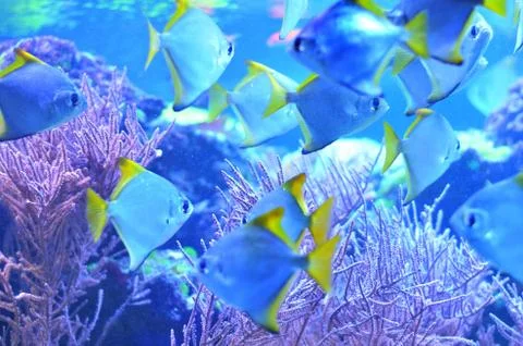 A flock of silver fish among algae at the depths Stock Photos