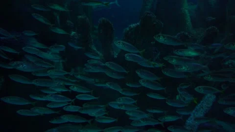 A flock of silver fish in a large aquarium Stock Footage 198237809