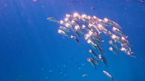 Flock of silvery mackerel having a feeding in crystal clear water Red Sea 스톡 동영상 177961696