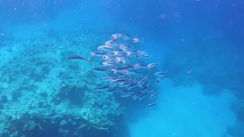 Flock of silvery mackerel having a feeding in crystal clear water Red Sea 스톡 동영상 177961738