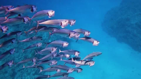 Flock of silvery mackerel having a feeding in crystal clear water Red Sea 스톡 동영상 177961830
