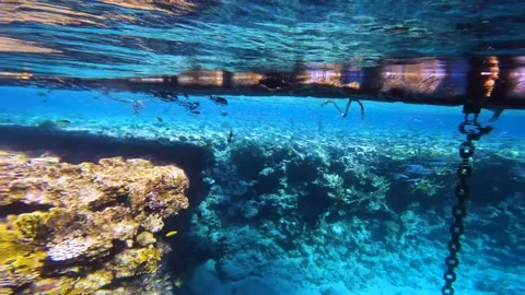 Flock of silvery small fish in the Red Sea in crystal clear water Video stock 177888271
