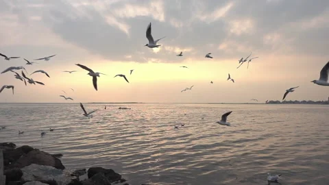 Flock of Slow Flying Seabirds on the Beach Stock Footage 202734565