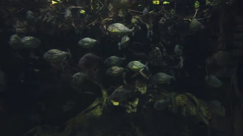 A flock of slowly floating gray round fish among aquatic plants in an aquarium Stock Footage 96260739