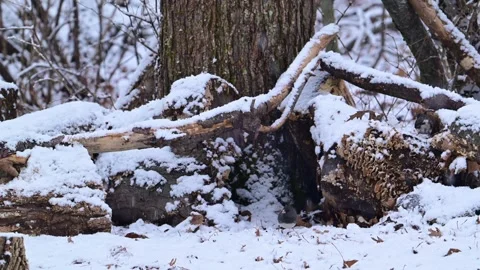 A flock of small birds during the falling snow collect food in the forest i.. Stock Footage 304267113