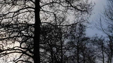 Flock of Small Birds Flying Between Trees, Silhouette Low Angle Shot Stock Footage 170479967