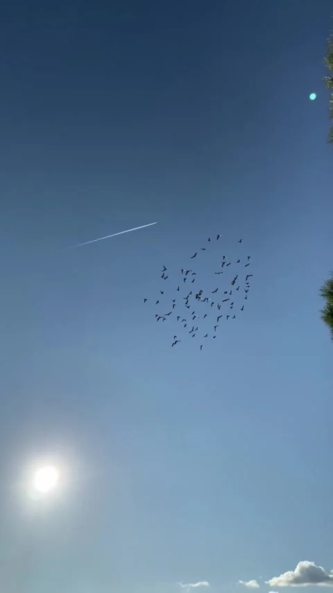 Flock of Small Birds Flying Over Lake Como, Italy, Early Morning Stock Footage 314822840