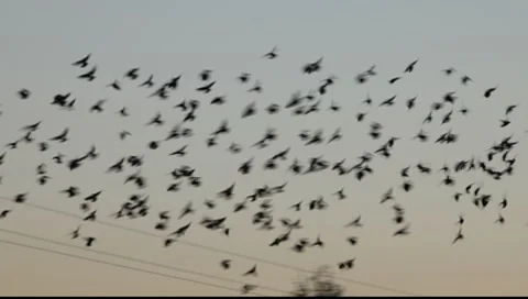 A flock of small birds flying to rest on a phone-line Stock Footage